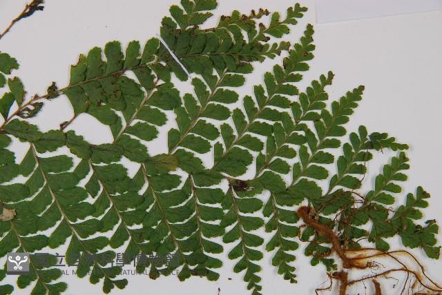 粗毛鱗蓋蕨藏品圖，第3張