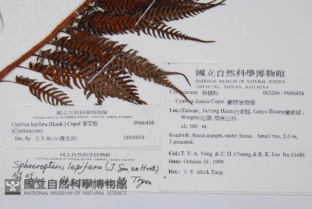 筆筒樹藏品圖，第5張