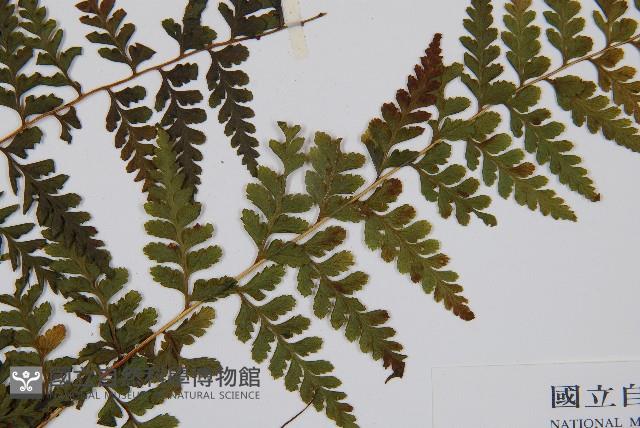 熱帶鱗蓋蕨藏品圖，第3張