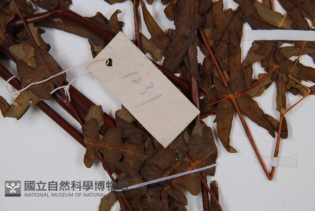 栗蕨藏品圖，第3張