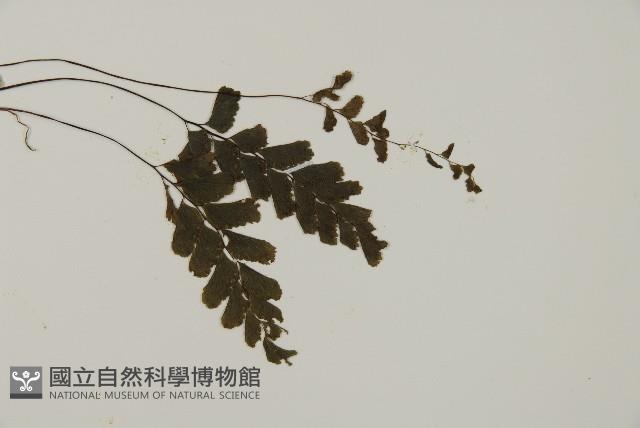 長尾鐵線蕨藏品圖，第3張