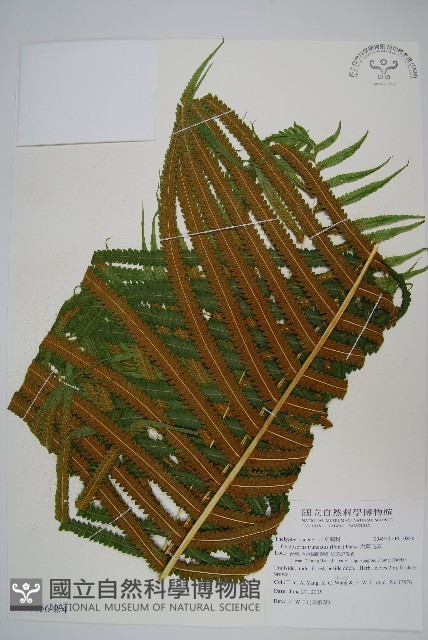 大葉毛蕨藏品圖，第3張