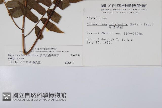 廣葉鋸齒雙蓋蕨藏品圖，第2張