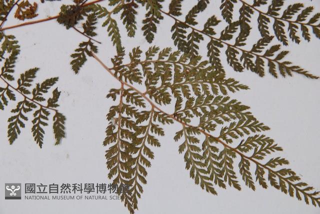 登錄號:P003856藏品圖，第3張