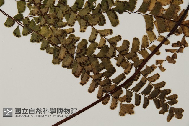 登錄號:P009856藏品圖，第3張