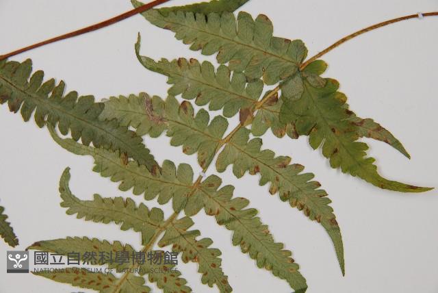 東洋蹄蓋蕨藏品圖，第3張