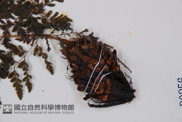 三回蹄蓋蕨藏品圖，第3張