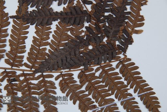 臺灣桫欏藏品圖，第3張