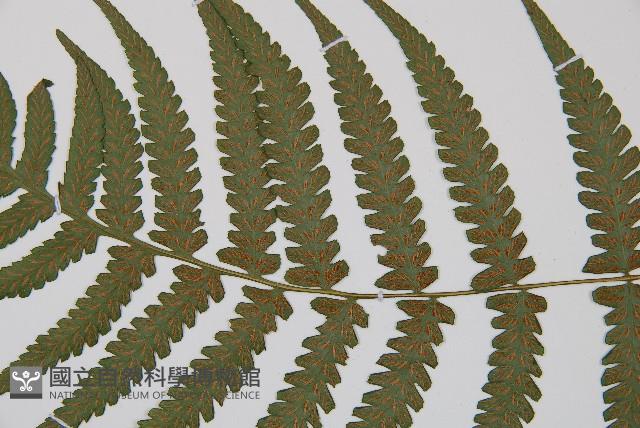 東洋蹄蓋蕨藏品圖，第3張