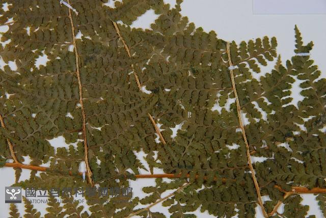 刺柄碗蕨藏品圖，第3張