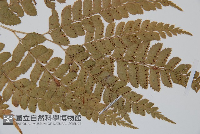 長尾複葉耳蕨藏品圖，第3張