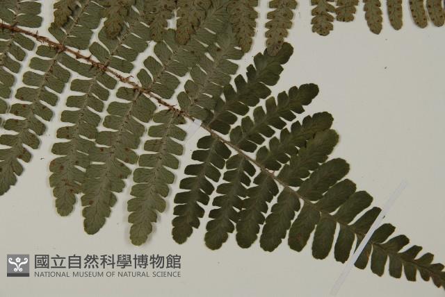 玉山肋毛蕨藏品圖，第3張