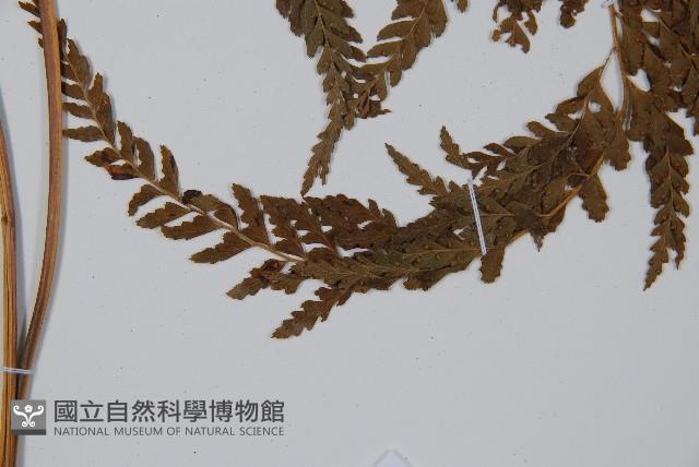 粗毛鱗蓋蕨藏品圖，第3張