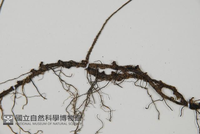 單葉雙蓋蕨藏品圖，第3張