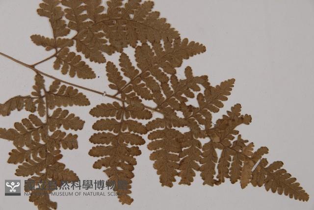腫足蕨藏品圖，第3張