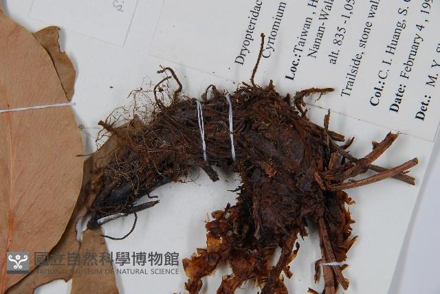 披針貫眾蕨藏品圖，第3張