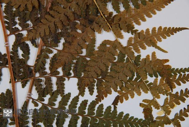 熱帶鱗蓋蕨藏品圖，第3張