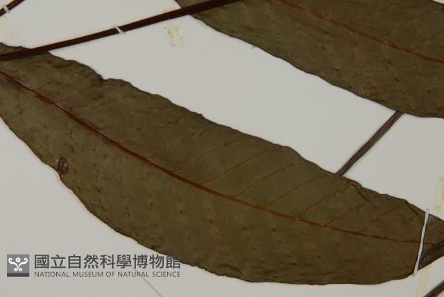 沙皮蕨藏品圖，第3張