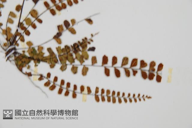 鐵角蕨藏品圖，第3張