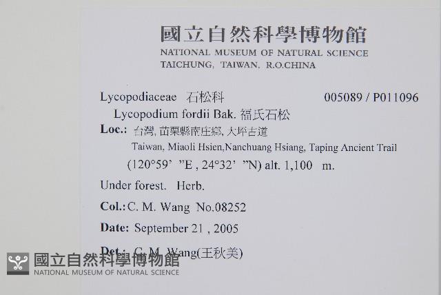 福氏石松藏品圖，第2張