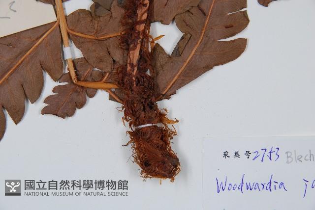 日本狗脊蕨藏品圖，第3張