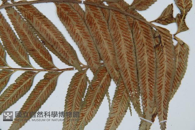 蘭嶼鐵角蕨藏品圖，第3張