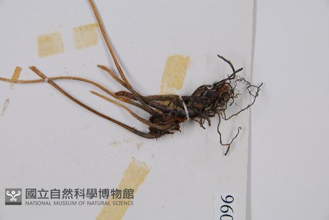 細柄雙蓋蕨藏品圖，第3張