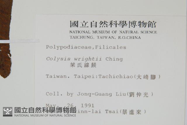 萊氏線蕨藏品圖，第2張