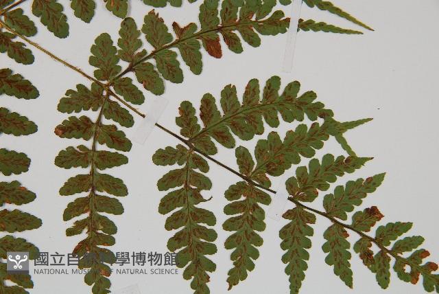 長苞雙蓋蕨、鱗柄雙蓋蕨藏品圖，第3張