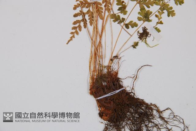 冷蕨藏品圖，第3張