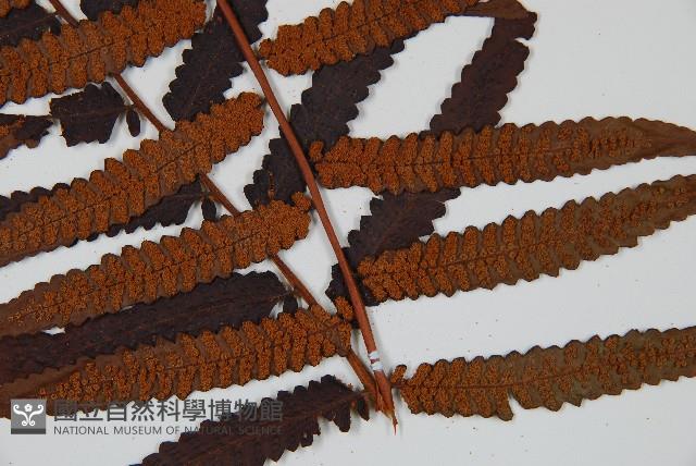 黑桫蕨藏品圖，第6張