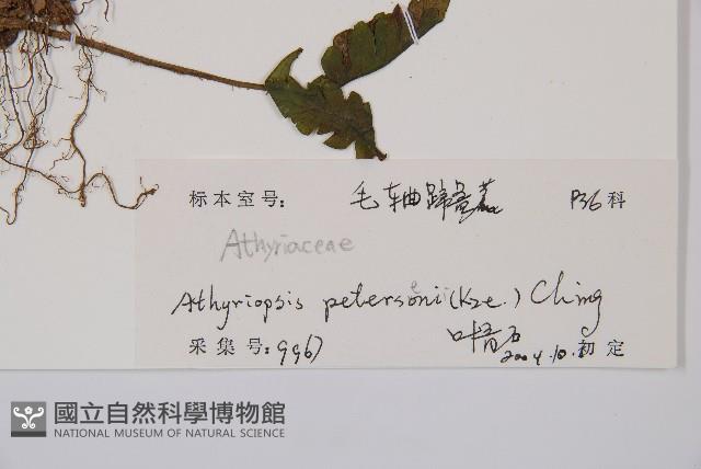 毛軸假蹄蓋蕨藏品圖，第3張