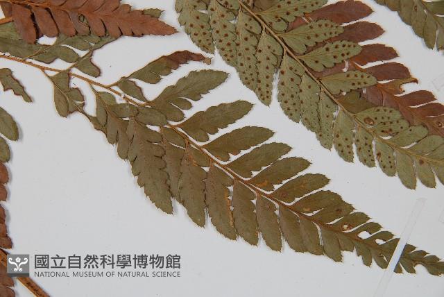 小葉複葉耳蕨藏品圖，第3張
