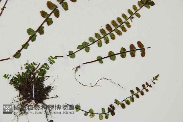 鐵角蕨藏品圖，第3張