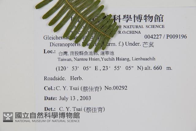 芒萁藏品圖，第2張