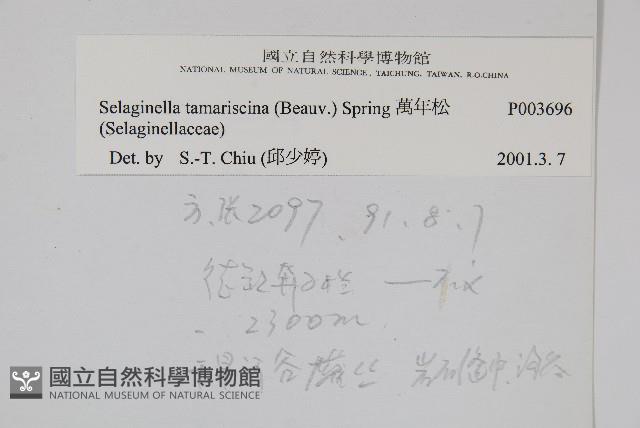 萬年松藏品圖，第2張