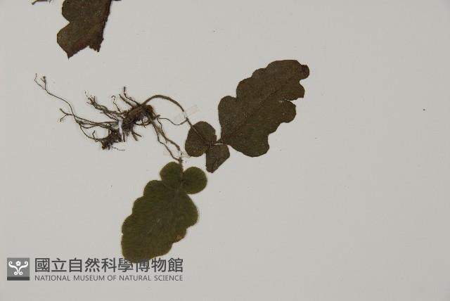地耳蕨藏品圖，第3張