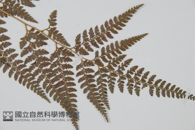 小葉複葉耳蕨藏品圖，第3張