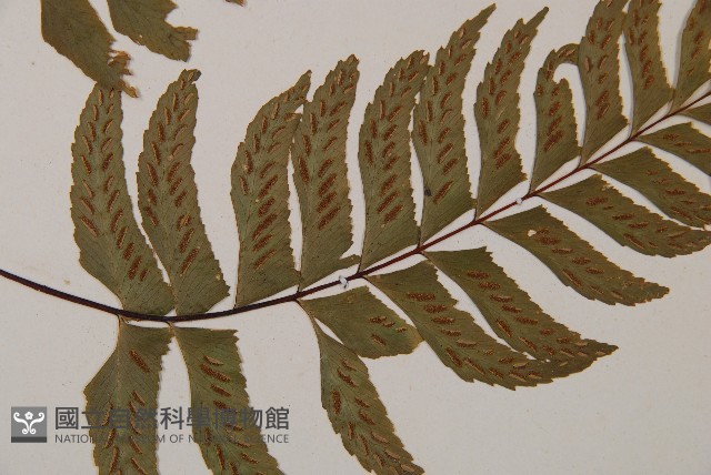 單邊鐵角蕨藏品圖，第3張