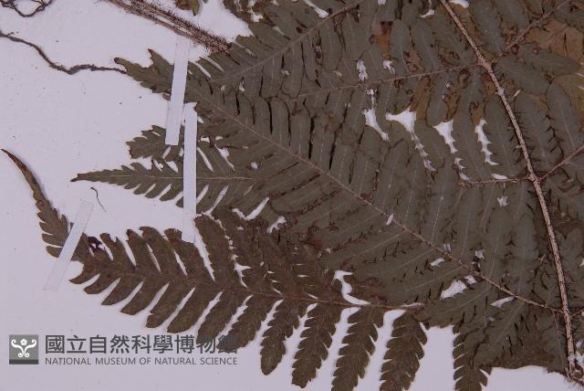 愛德氏肋毛蕨藏品圖，第3張