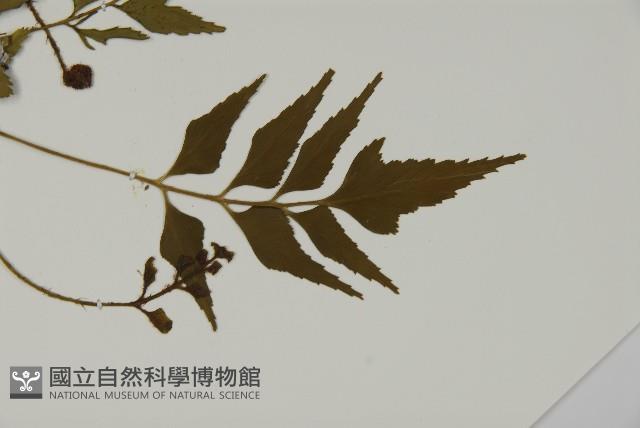 革葉鐵角蕨藏品圖，第3張