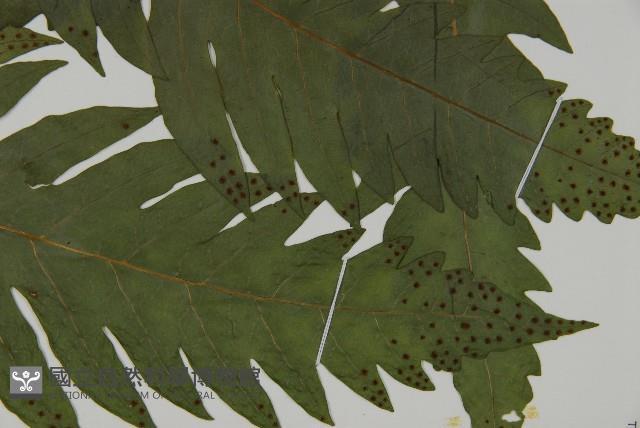 蛇脈三叉蕨藏品圖，第3張