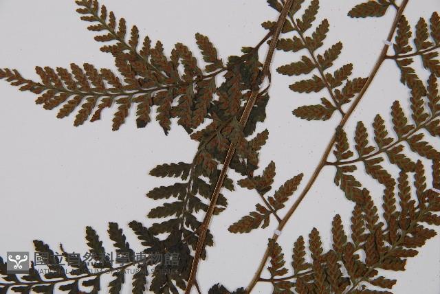 日本蹄蓋蕨藏品圖，第3張