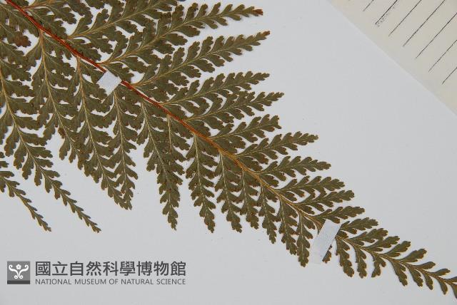 光葉碗蕨藏品圖，第3張