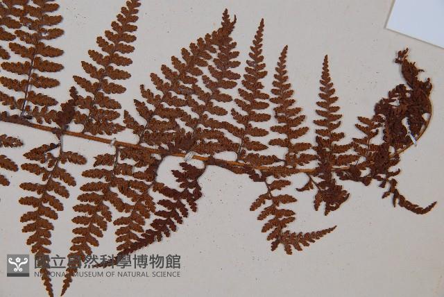 熱帶鱗蓋蕨藏品圖，第3張