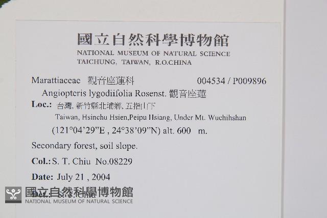 觀音座蓮藏品圖，第2張