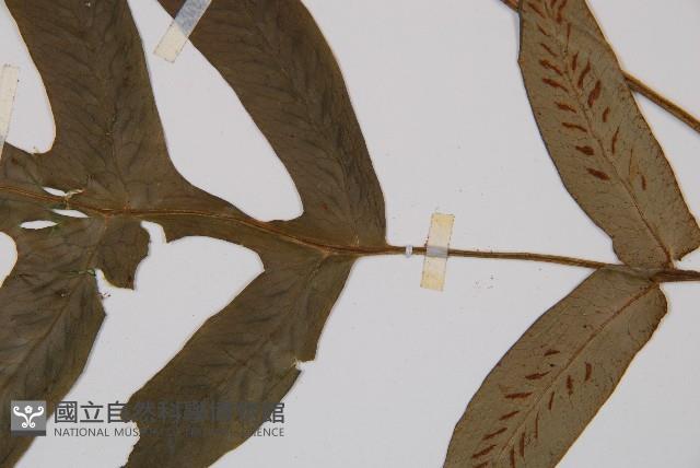 假腸蕨藏品圖，第3張