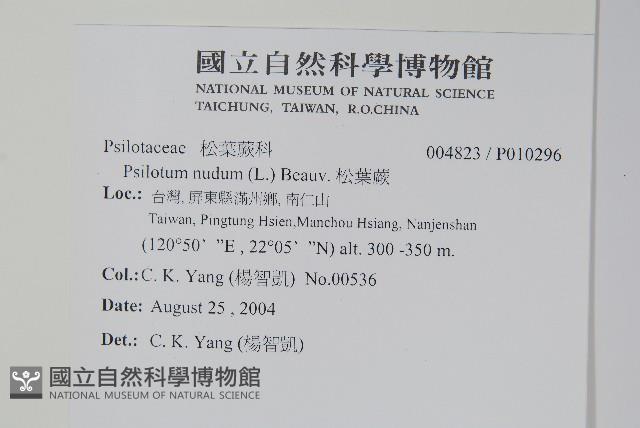 松葉蕨藏品圖，第2張