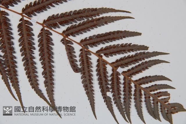 金狗毛蕨藏品圖，第3張