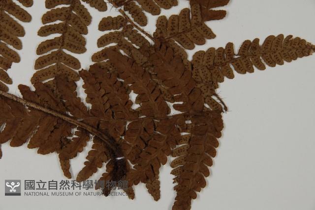 愛德氏肋毛蕨藏品圖，第3張